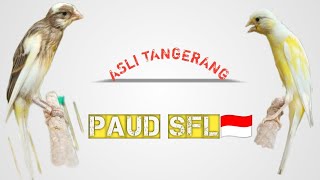 Unboxing Paud Kenari SF Lokal Tangerang ❗Mlengkung Ngawet Calon Indah