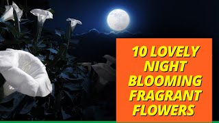 10 Lovely Night blooming fragrant flowers with strong scent at night