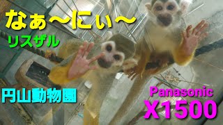 グレゴリアン メイド・オブ・オリンズ【円山動物園】 リスザル