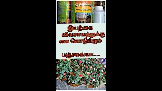 பஞ்ச காவியத்தின் பஞ்சதந்திரம் Terrace Gardening Tips-Panchagavya  | பஞ்சகவ்யம் good for plants