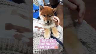 柴犬ゆず🐶家に来て2年になったよ♡