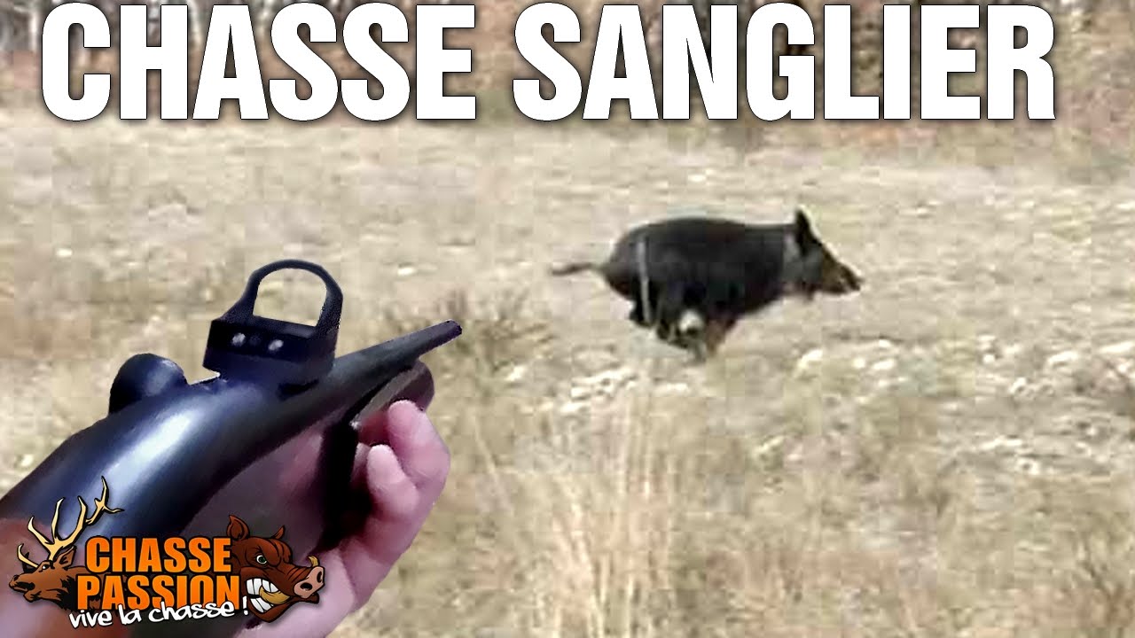 Chasse Au Sanglier - Nombreux Tirs ! - YouTube