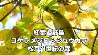 食いしん坊のメジロと紅葉と野鳥