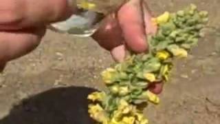 Mullein herb: Verbascum thapsus