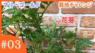 【#03】マリーゴールド・栽培チャレンジ【2021年7月～8月】摘芯／花芽