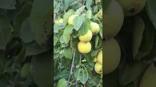 #pear  #trees  with 120-150 kilos of fruit