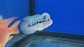 ปลาหมอสีกัมฟาf4#flowerhorn #kamfathailand #ปลาสวยงาม #ปลาหมอสี #kamfaf2thailand