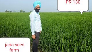 PR-130 JARIA SEED FARM New variety P AU Ludhana Average yield 30 Q 1 acer #viral