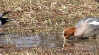 水元公園のヒドリガモ、お食事