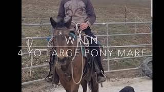 Wren - trail ride