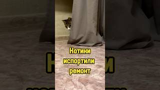 Как котики испортили нам ремонт 🙀 #питомцы #кот #котики #cat #кошка