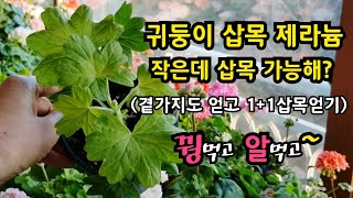 #pelargonium 작은 #제라늄 삽목에서 삽목 하나 더 얻는 방법! #이석이조 #꿩먹고알먹고 (아까운 새순 순집기로 버리지 마세요!)