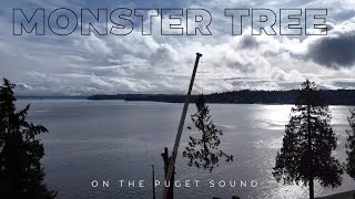 Monster Tree Removal on the Puget Sound | Rigging \u0026 Crane in Action