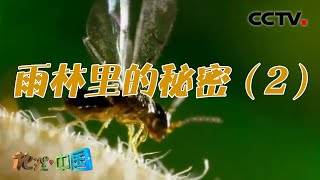 险象环生的丛林中野生动物怎样做出生存抉择？经验丰富的猎手如何寻找安全的食物？雨林里的秘密（2）20210819 |《地理·中国》CCTV科教