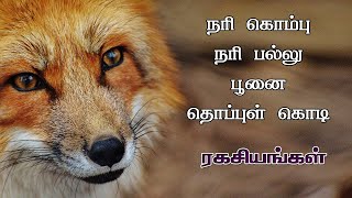 நரி கொம்பு ரகசியங்கள் | நரி பல்லு | Nari kompu