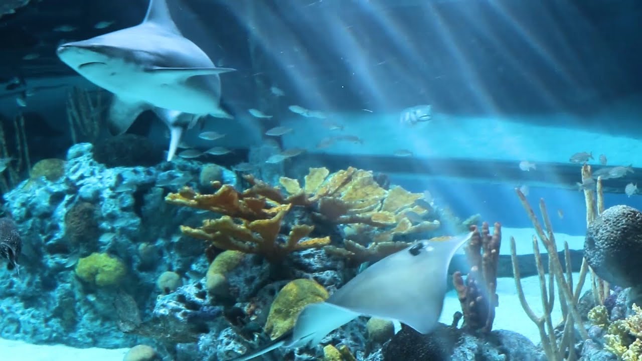 Free Virtual Aquarium Tour - Sworldrety