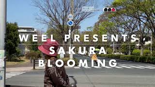 Welcome to WEEL, Sakura blooming at Chikushi Campus, Kyushu University, Japan