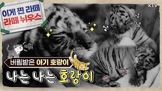 [온통추억] 나는 나는 호랑이🐯 │버림받은 아기 호랑이 │ 대한뉴스