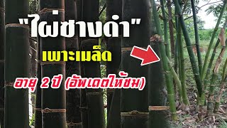 ไผ่ซางดำ (เพาะเมล็ด) อายุ 2 ปีเศษ อัพเดตให้ชมครับ