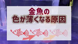 金魚の色が薄くなる問題　#更紗オランダ獅子頭