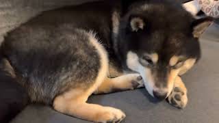 Shiba Inu who really wants to crawl under the hot carpet