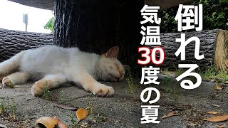 倒れてる白猫が!?目を閉じて動かない…