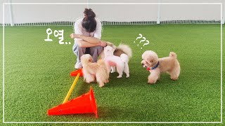 Mishmash dog agility