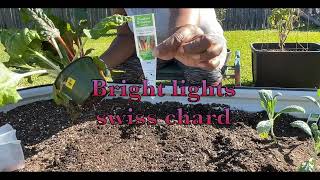 Starting the new year off with more transplants: Kale, Swiss chard , strawberries and parsley