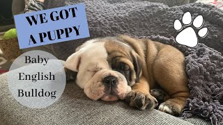 BRINGING HOME OUR PUPPY//GETTING AN ENGLISH BULLDOG