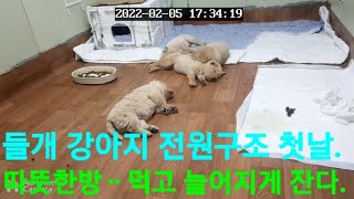 들개 강아지 구조 첫날ᆢ따뜻한 방에서 자고,먹고,놀고ᆢᆢ