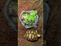 baby tortoise feud over who messed up the food tortoise diaries