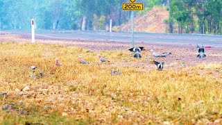 Wild Cockatiels and Galahs Ground Foraging Together in 4K