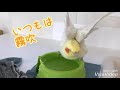 オカメインコのきなこさんの水浴び〜。いつもは、霧吹き派だけど、今日は【ふわふわチャンネル】