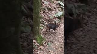 山羌穿越步道!! Reeves's muntjac crossing the trail!! #shorts