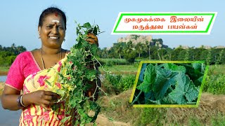 முசுமுசுக்கை இலையின் மருத்துவ பயன்கள் / Musumusukkai Plant's benefits