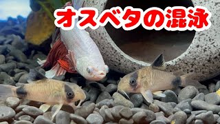 【ベタ】混泳シリーズPart2：オスベタの混泳