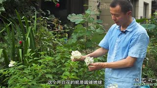 园长介绍夏季花境植物【小时间，大园艺】