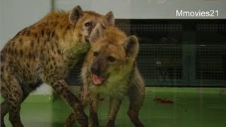 ブチハイエナの同居訓練~Spotted Hyena