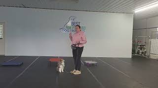 Clark - Sheltie Puppy - BPF Puppy Training School - W2 D4 Weekly Review