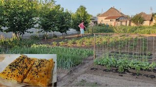 КАНАВИ ПіД ПОМіДОРИ 🍅