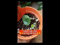 2 brilliant methods peperomia plant propagation