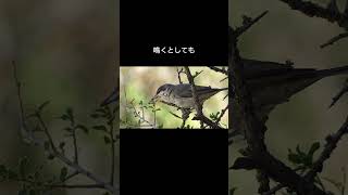 うぐいすのオスとメスの違い#ウグイス #鳥の豆知識 #動物の驚異 #自然 #短い動画 #ショート動画 #ずんだもん