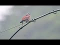 【雨、電線に】ベニバト 雄 red turtle dove