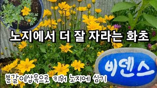 비덴스키우기|분갈이|삽목|노지로 옮겨심기|작은화분으로 시작해서 대품이되었어요