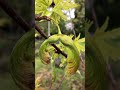 silver maple samaras fruit may 2021