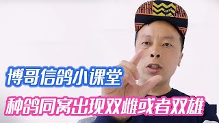 种鸽同窝出现双雌或者双雄，是什么原因，博哥为你解答！