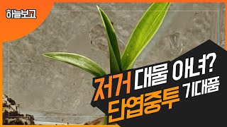 대물 산채품(?) 단엽중투 기대 잎변