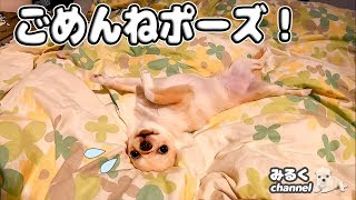 🔴子犬チワワが見せたごめんねポーズとは？【dog】【puppy】【Chihuahua】