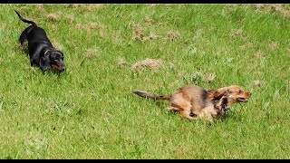 History of the Dachshund