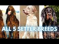 ALL 5 Setter Dog Breeds